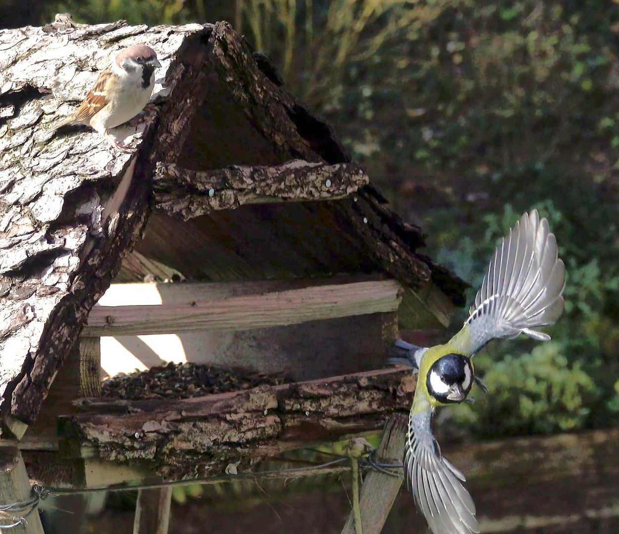 Kohlmeise im Flug 1