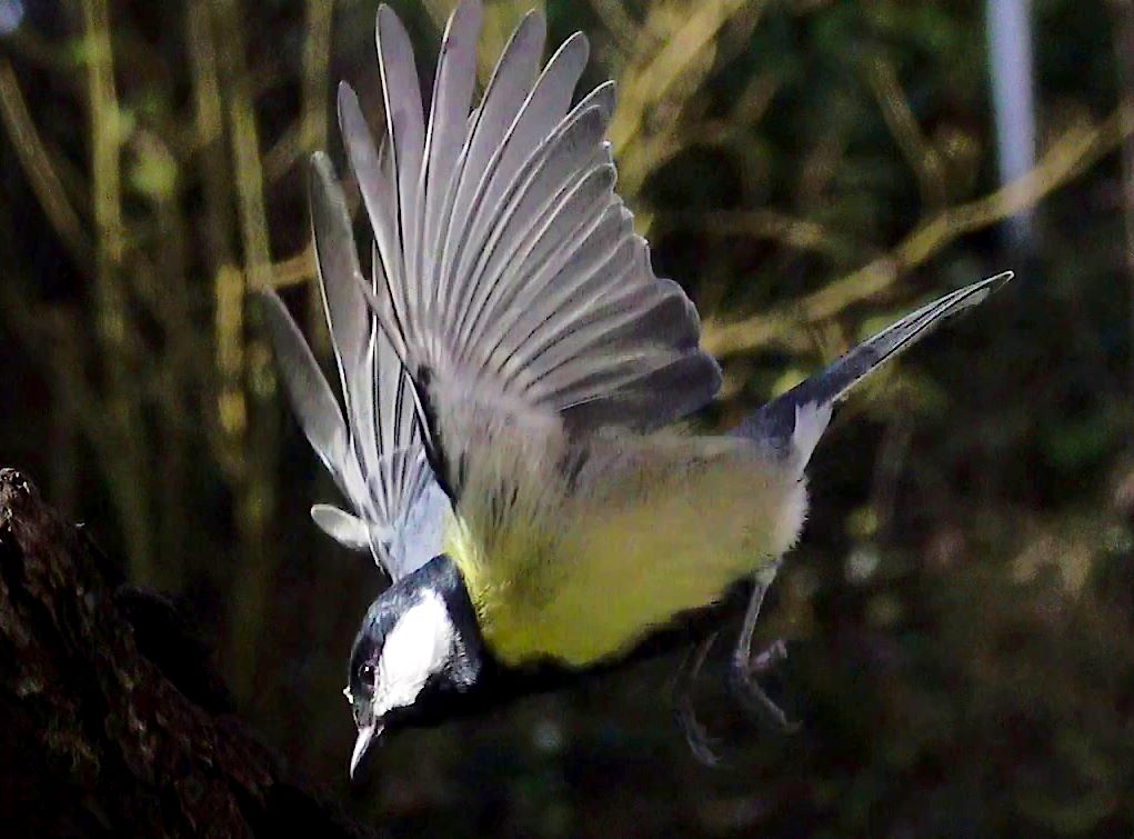 Kohlmeise im Flug 2