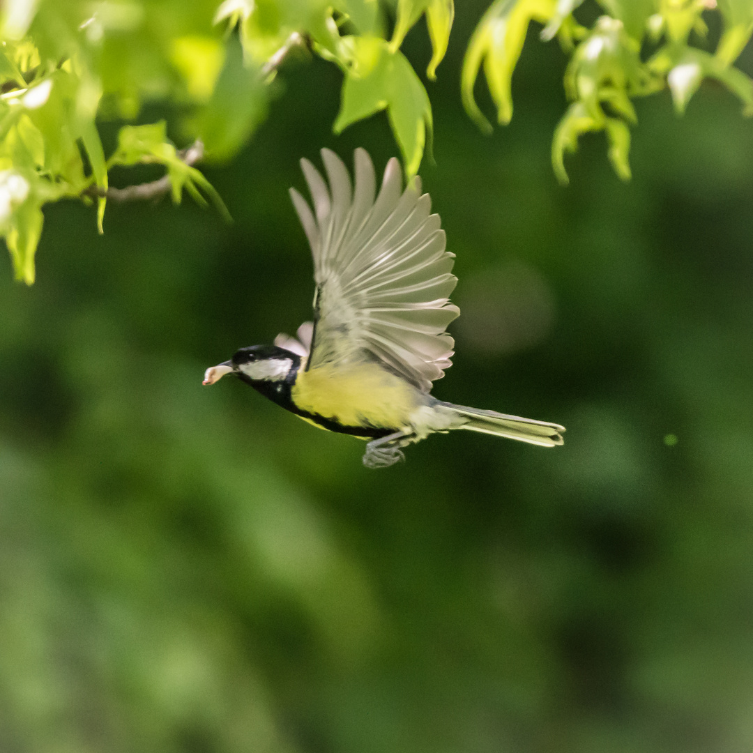 Kohlmeise im Flug