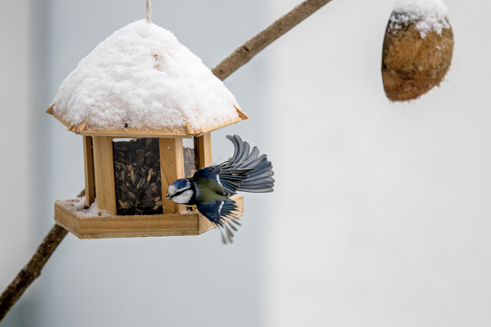 Kohlmeise im Flug