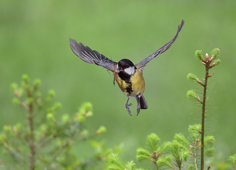 Kohlmeise im Flug 5