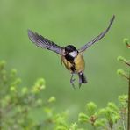 Kohlmeise im Flug 5