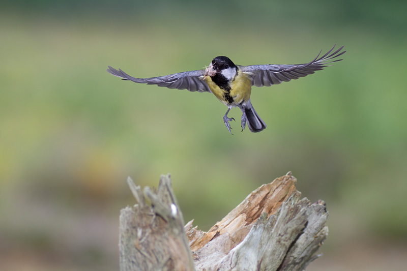 Kohlmeise im Flug 6