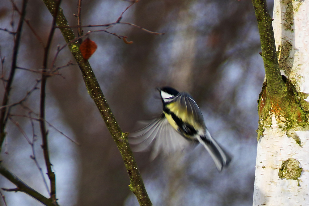 Kohlmeise im Flug