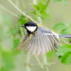 Kohlmeise im Flug