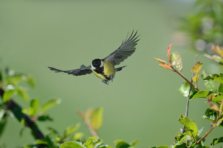 Kohlmeise im Flug 7