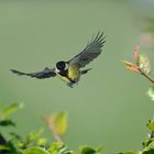 Kohlmeise im Flug 7