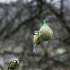 Kohlmeise im Flug