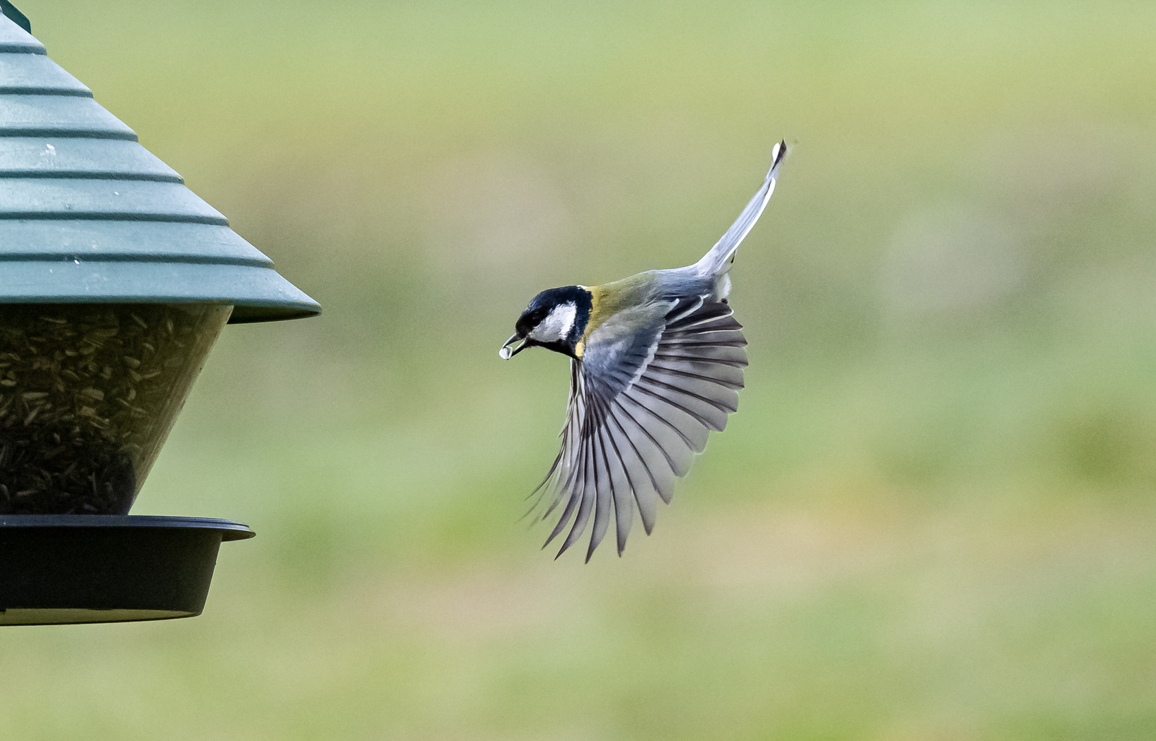 Kohlmeise im Flug ...