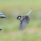 Kohlmeise im Flug ...