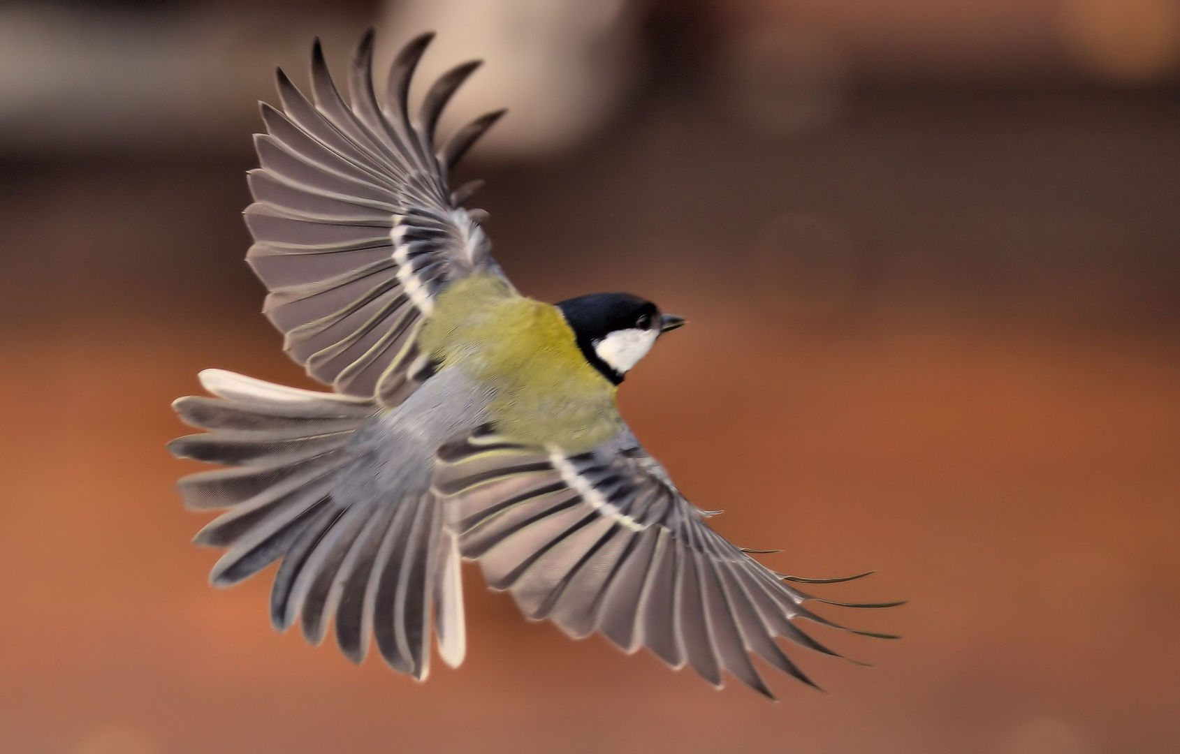Kohlmeise im Flug Foto & Bild tiere, wildlife, wild lebende vögel