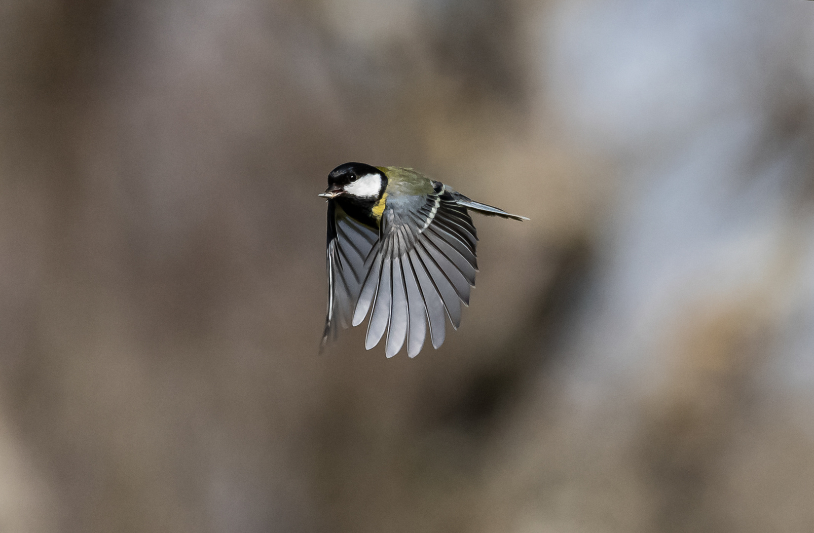 Kohlmeise im Flug