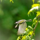 Kohlmeise im Flug