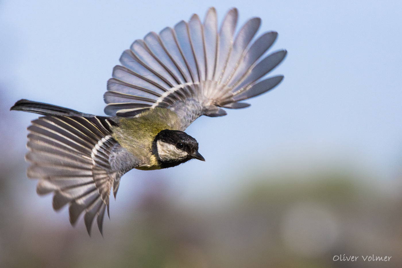 Kohlmeise im Flug