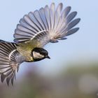 Kohlmeise im Flug