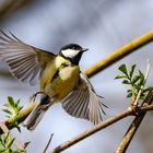 Kohlmeise im Flug