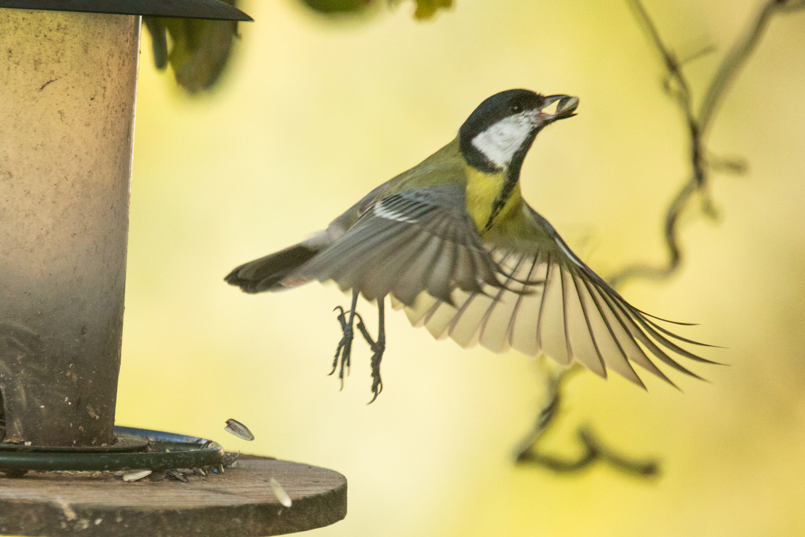 Kohlmeise im Flug