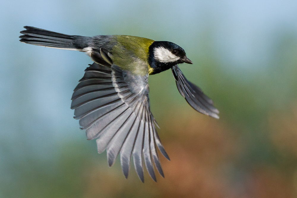 Kohlmeise im Flug