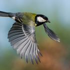 Kohlmeise im Flug