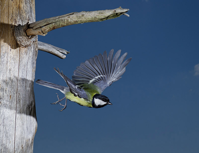 Kohlmeise im Flug