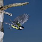 Kohlmeise im Flug