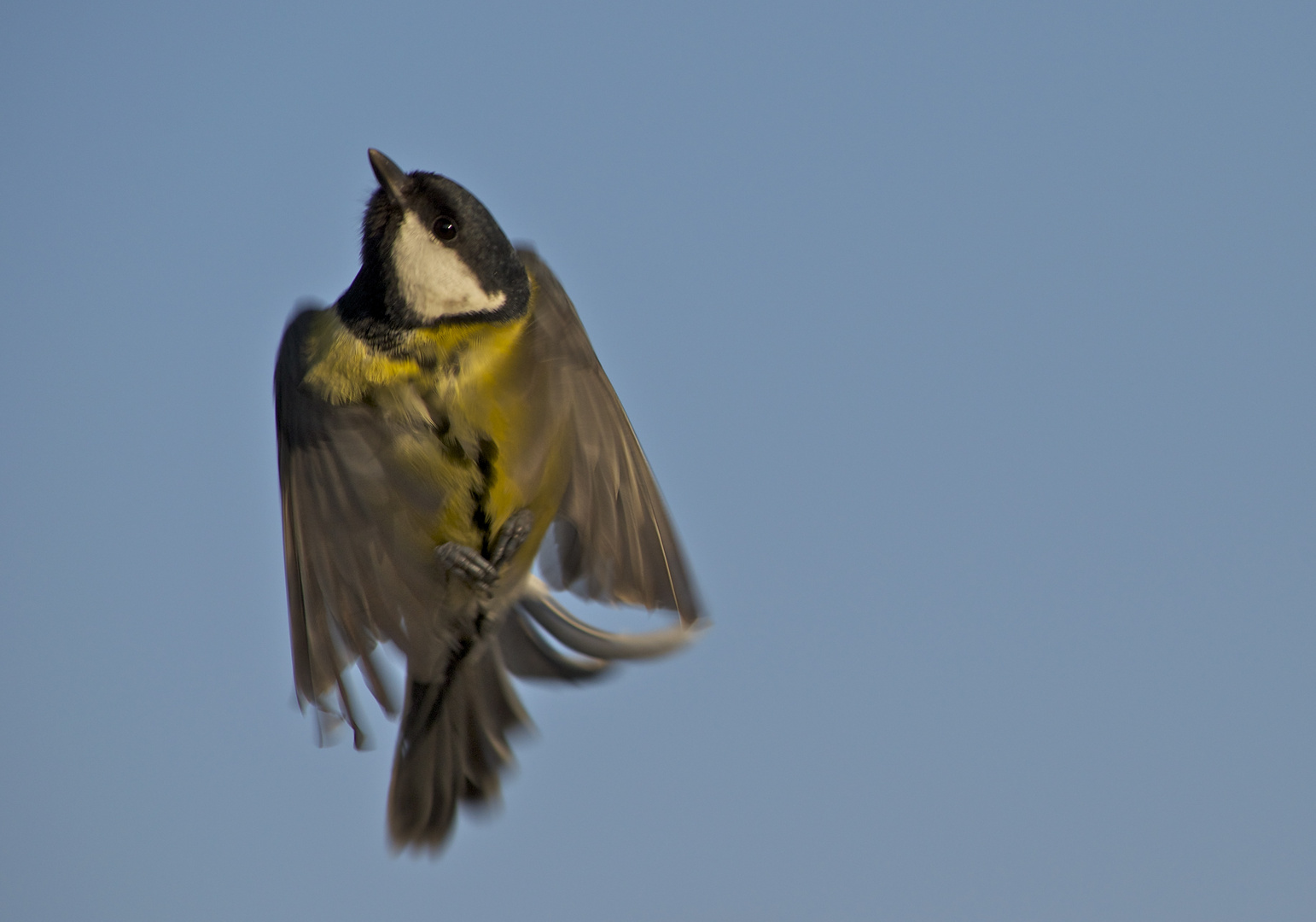 Kohlmeise im Flug