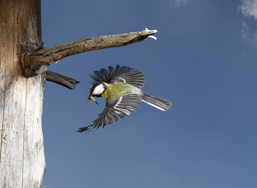 Kohlmeise im Flug I