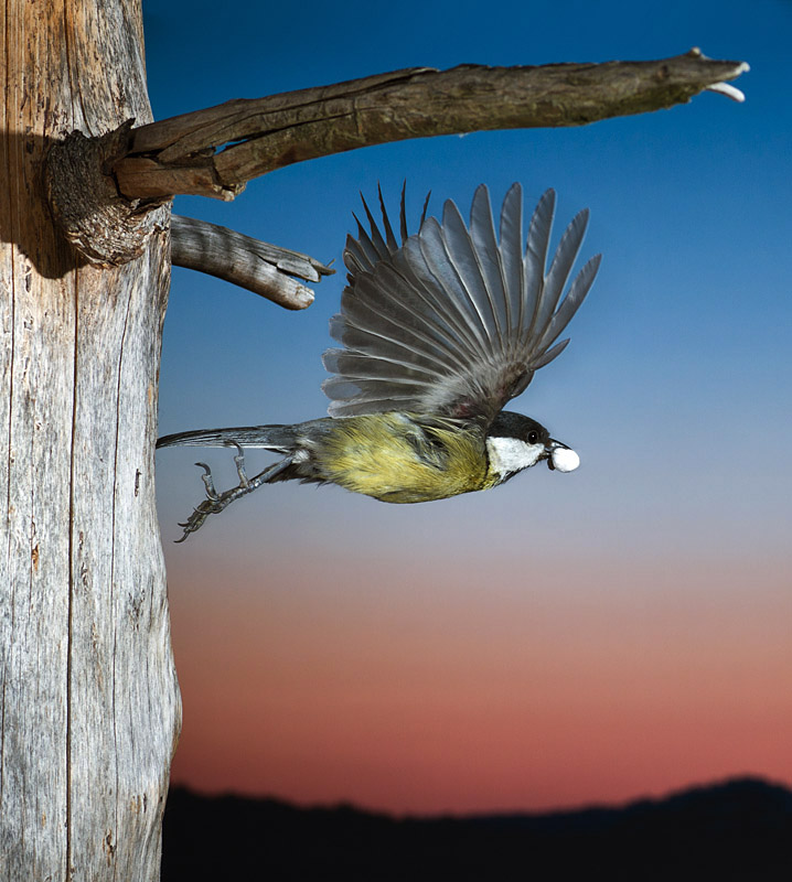 Kohlmeise im Flug II