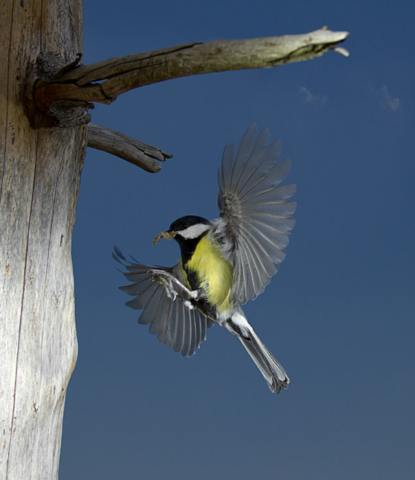 Kohlmeise im Flug III