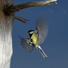 Kohlmeise im Flug III