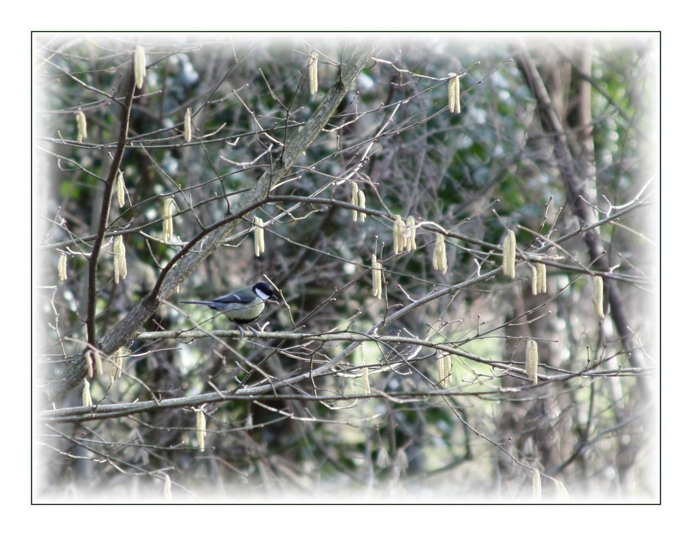 Kohlmeise im Frühling