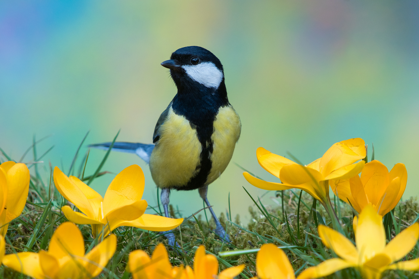 Kohlmeise im Frühling