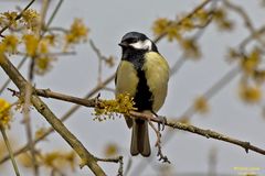 Kohlmeise im Frühling
