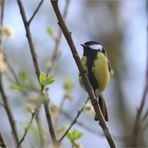 Kohlmeise im Frühling