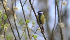 Kohlmeise im Frühling