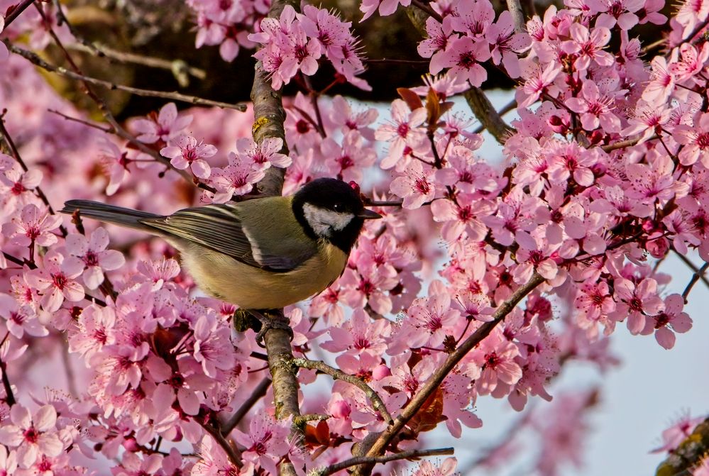 Kohlmeise im Frühlingszauber