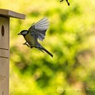 Kohlmeise im Fütterstress - Anflug 