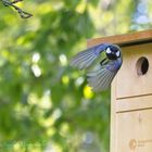 Kohlmeise im Fütterstress - scharfe Kurve