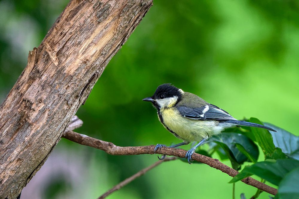 Kohlmeise im Garten