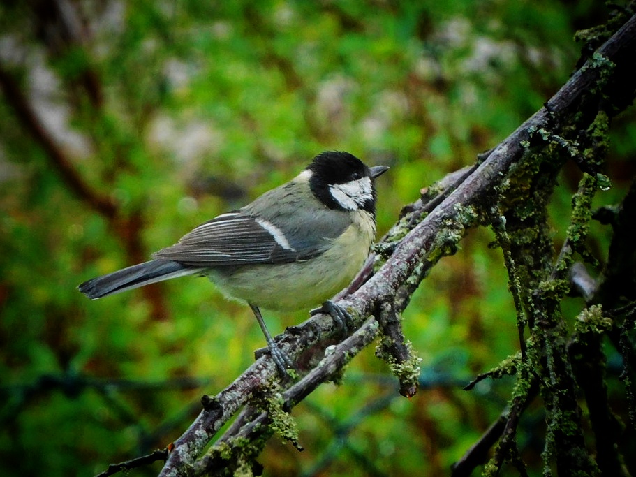 Kohlmeise im Garten