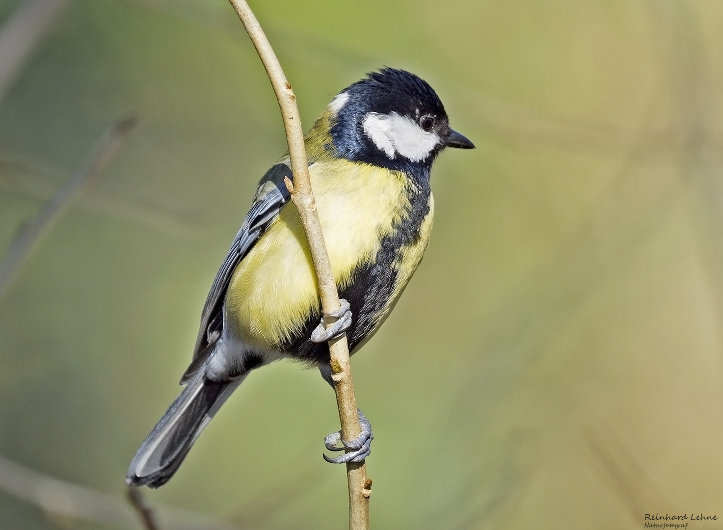  Kohlmeise im Garten