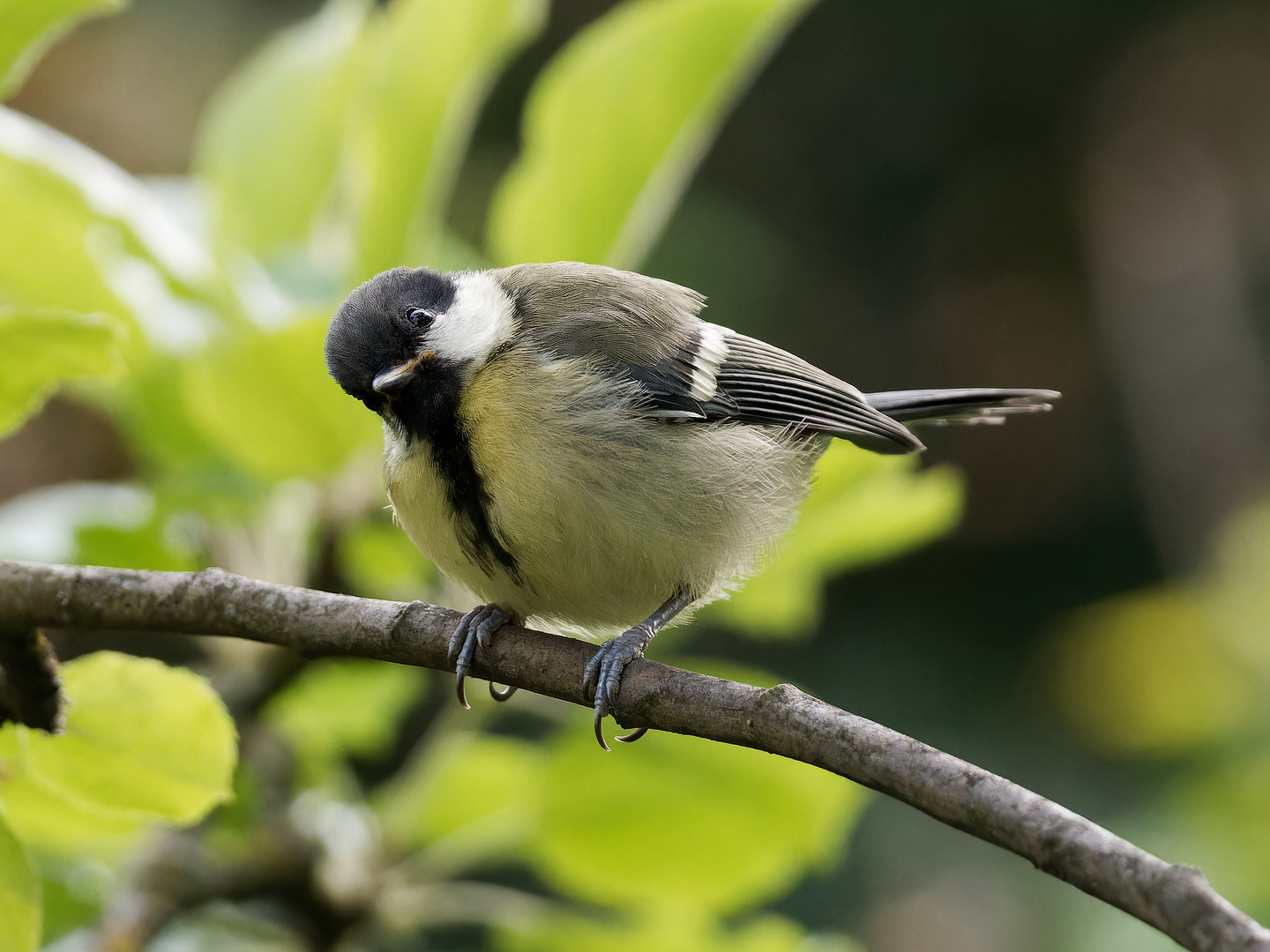 Kohlmeise im Garten