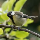 Kohlmeise im Garten