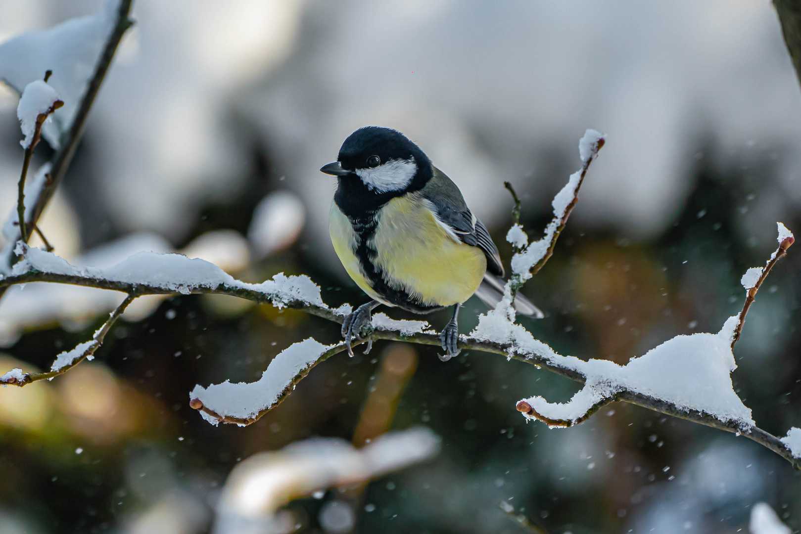 Kohlmeise im heimischen (Winter-) Garten