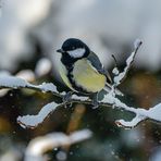 Kohlmeise im heimischen (Winter-) Garten