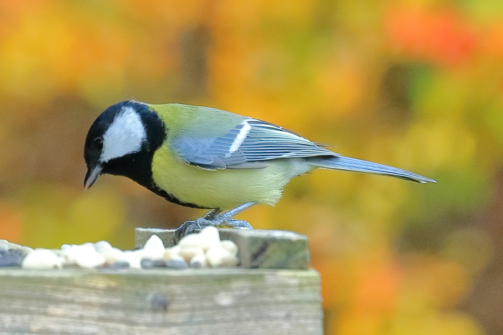 Kohlmeise im Herbst