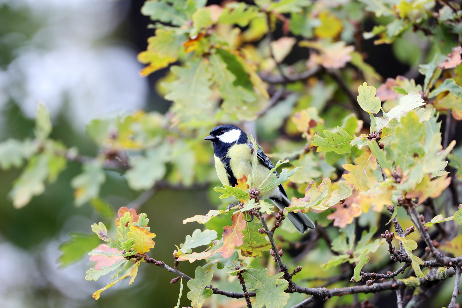 Kohlmeise im Herbst