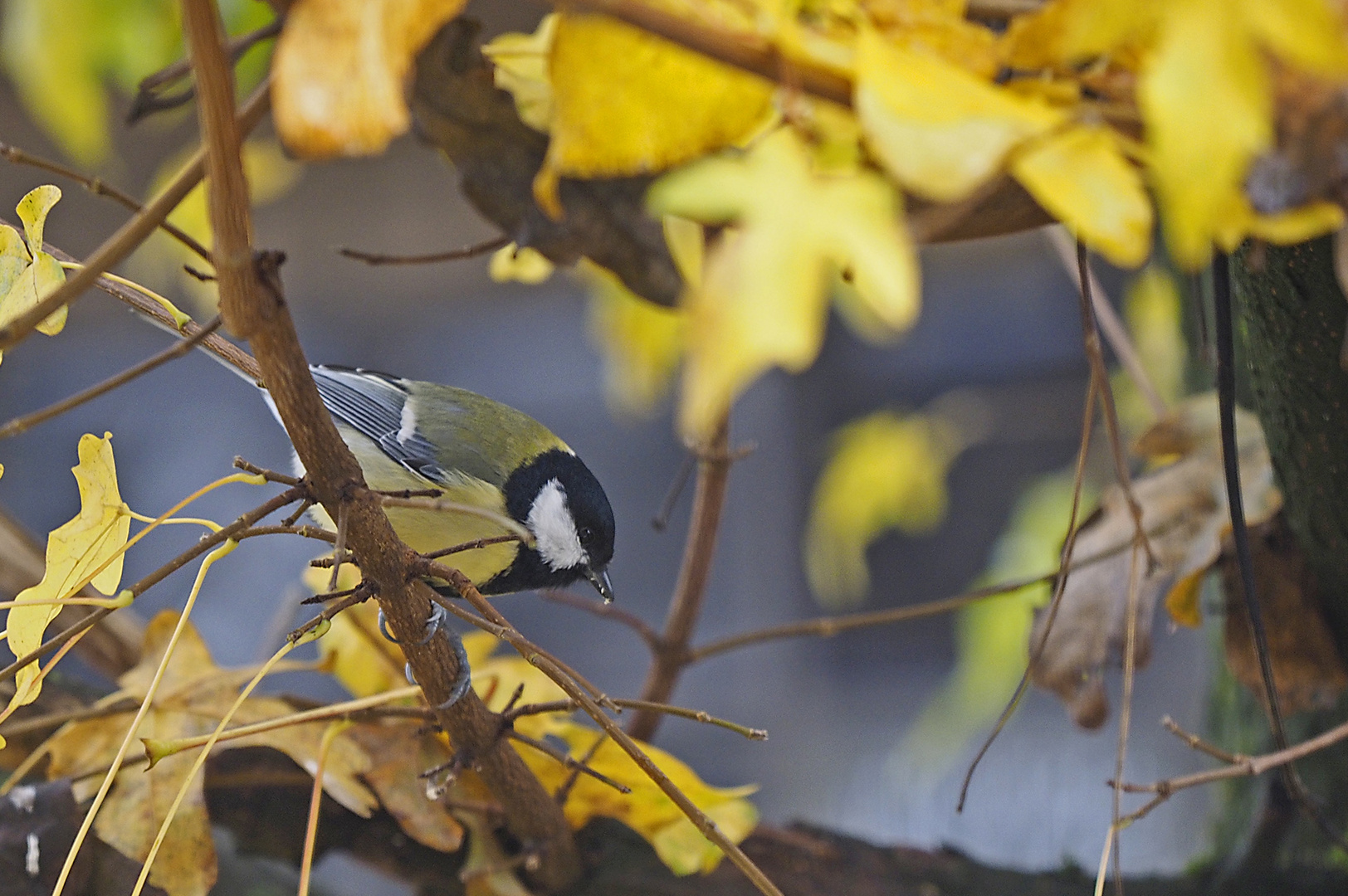 Kohlmeise im herbstlichen Ahornbaum