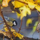 Kohlmeise im herbstlichen Ahornbaum