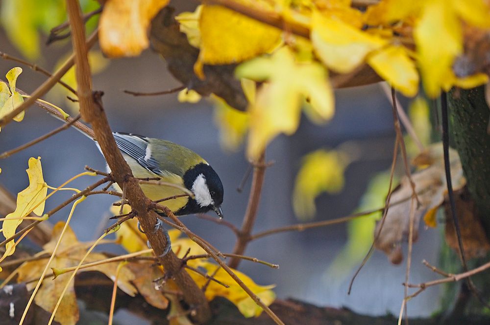 Kohlmeise im herbstlichen Ahornbaum